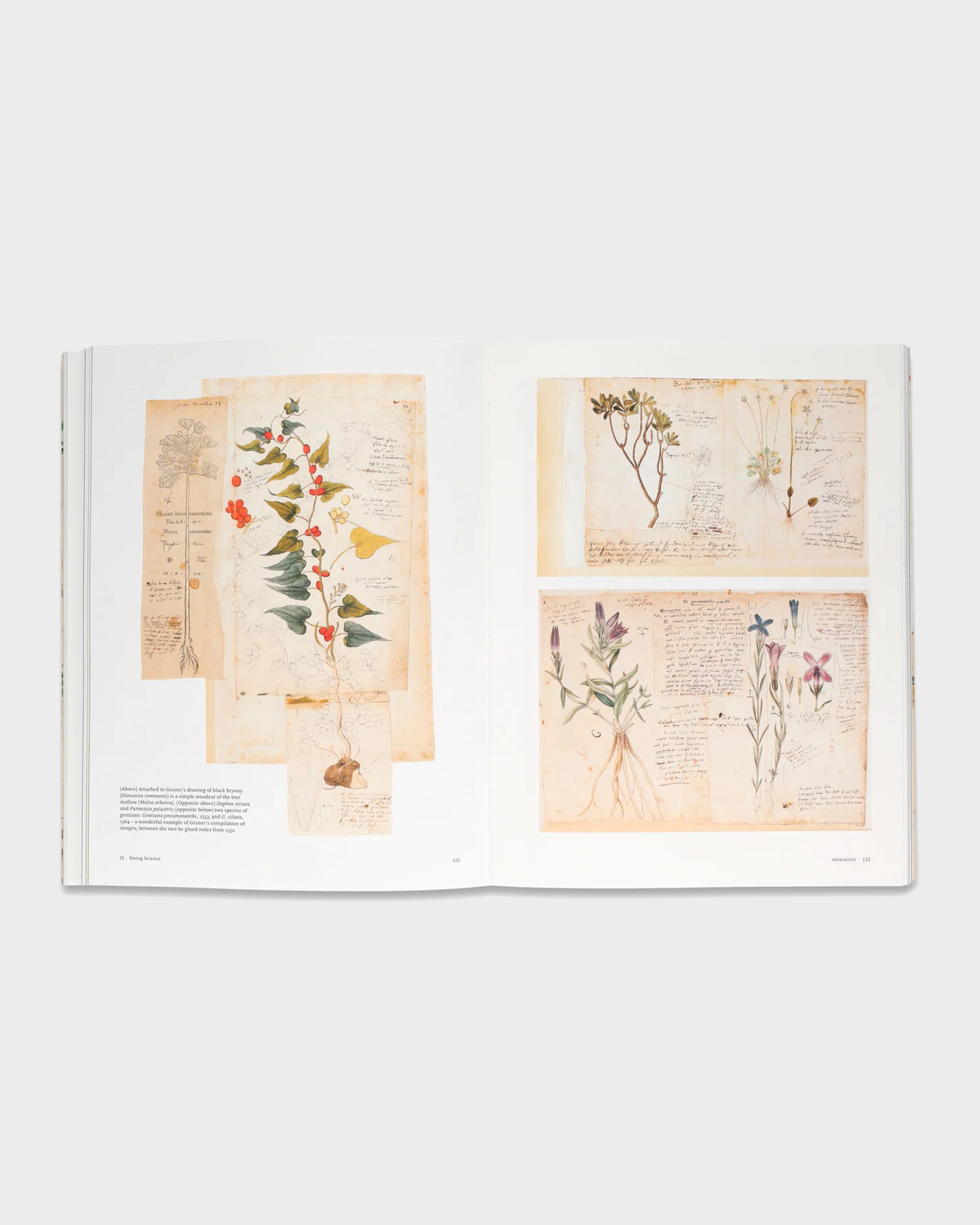 Botanical Sketchbooks - Image 2