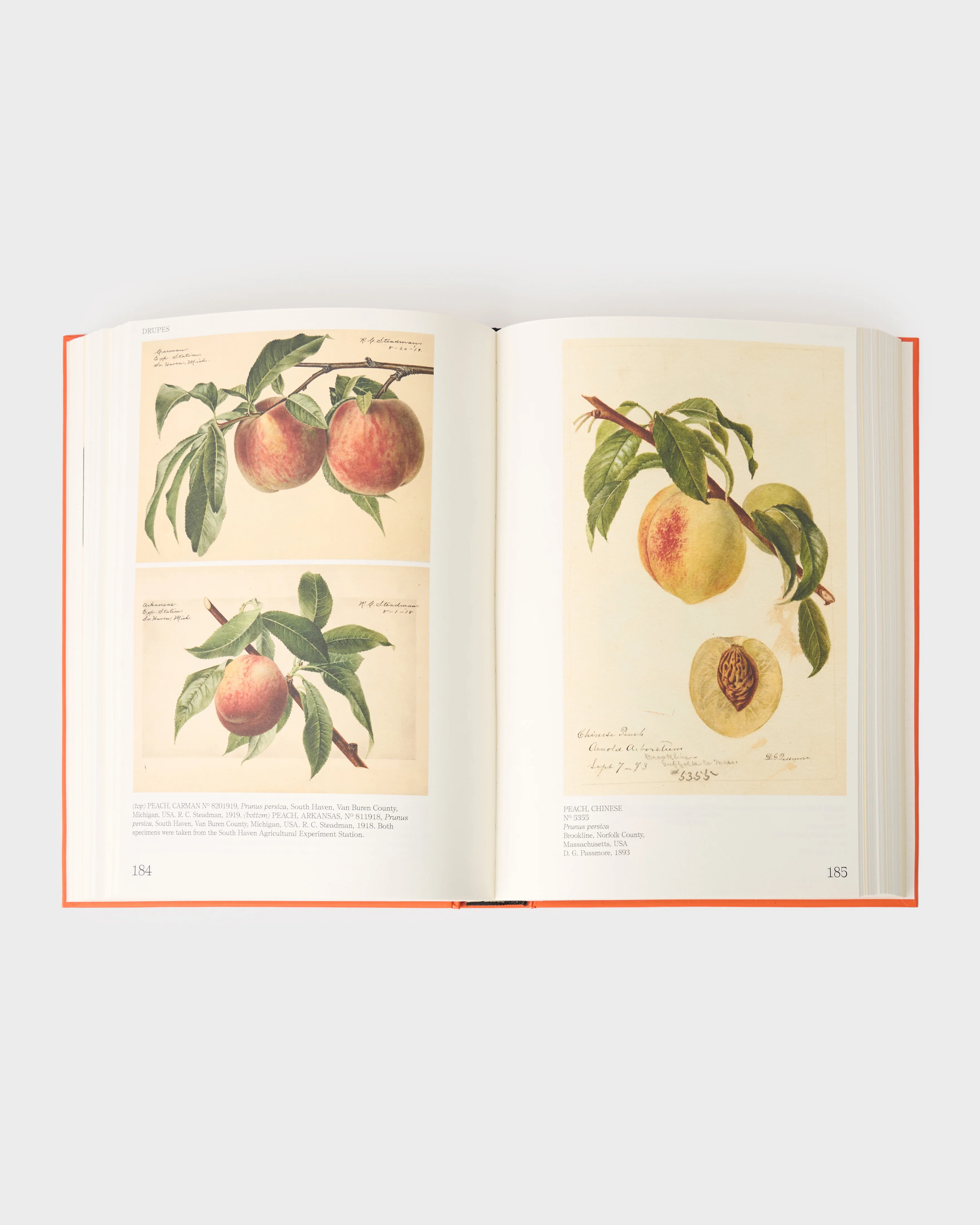Illustrated Catalog of American Fruit and Nuts - Image 3