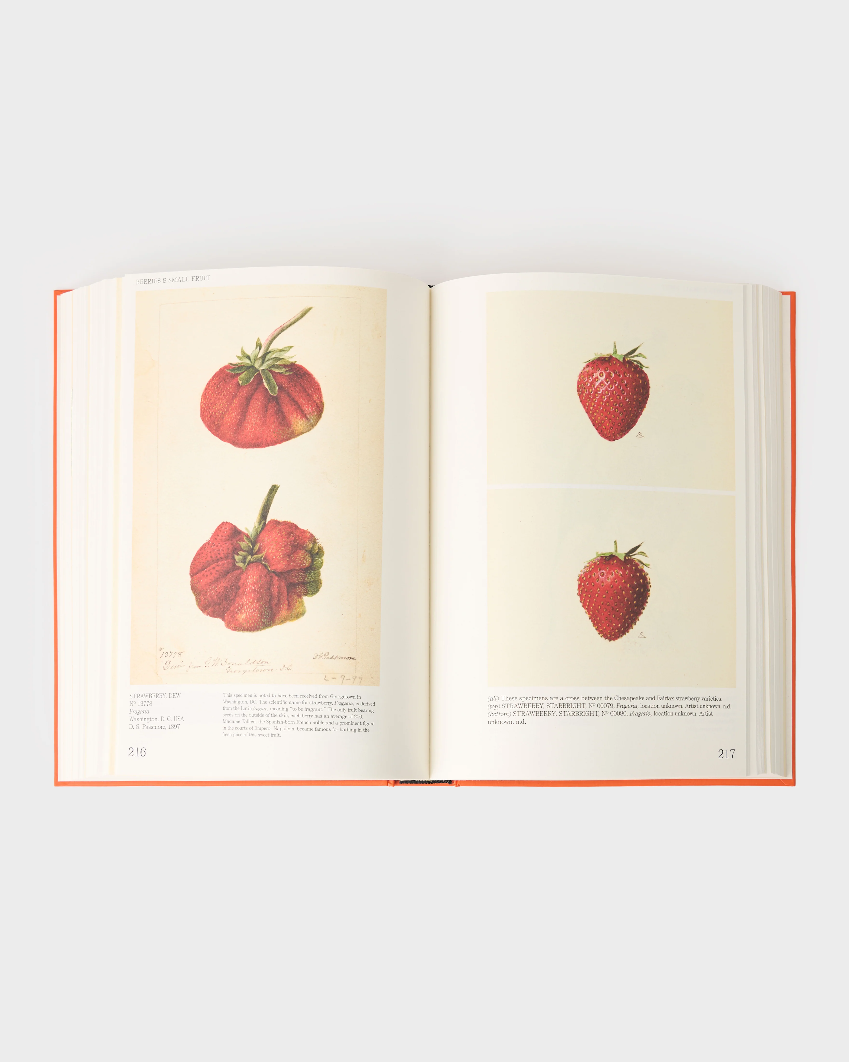 Illustrated Catalog of American Fruit and Nuts - Image 4