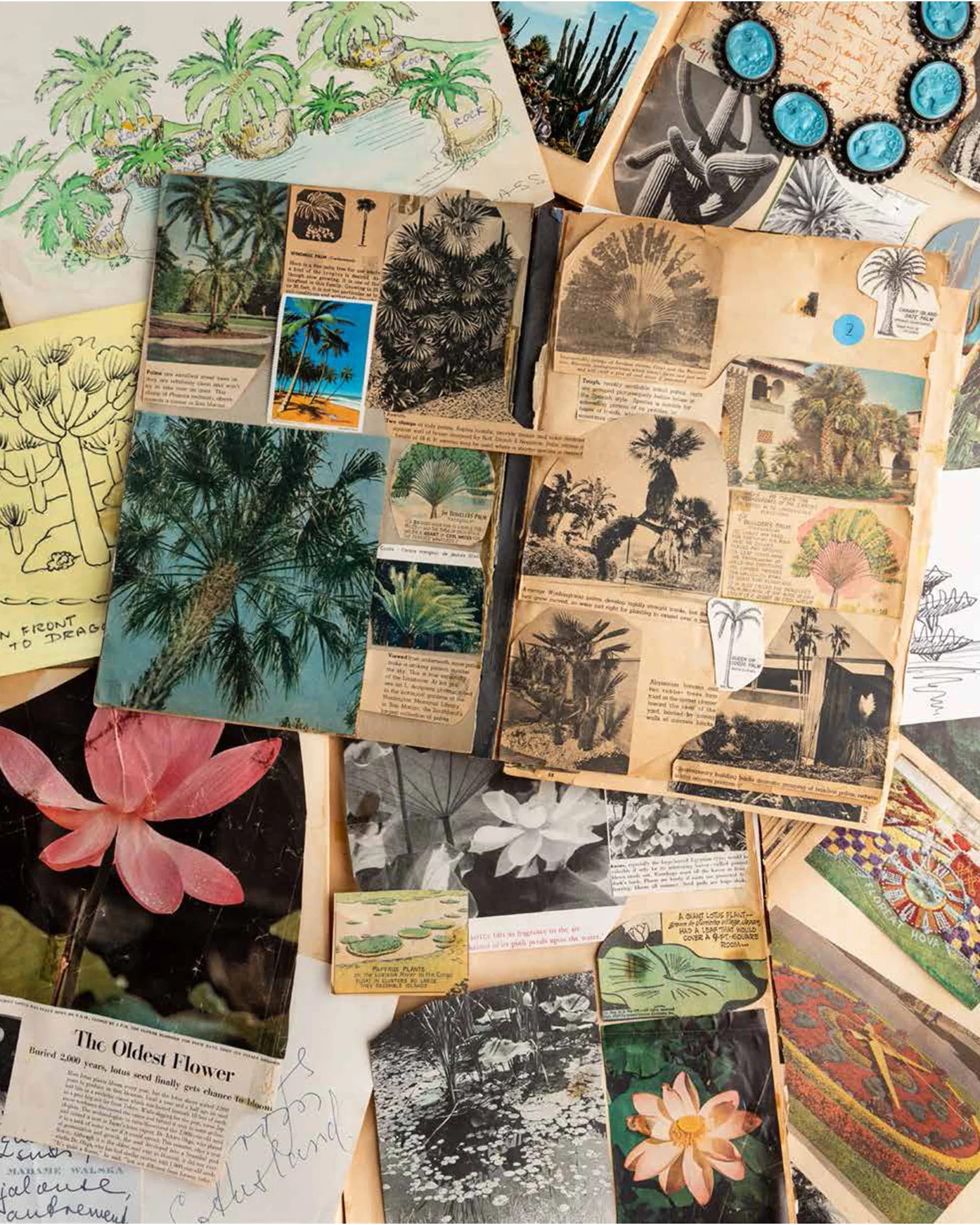 Lotusland - Image 3