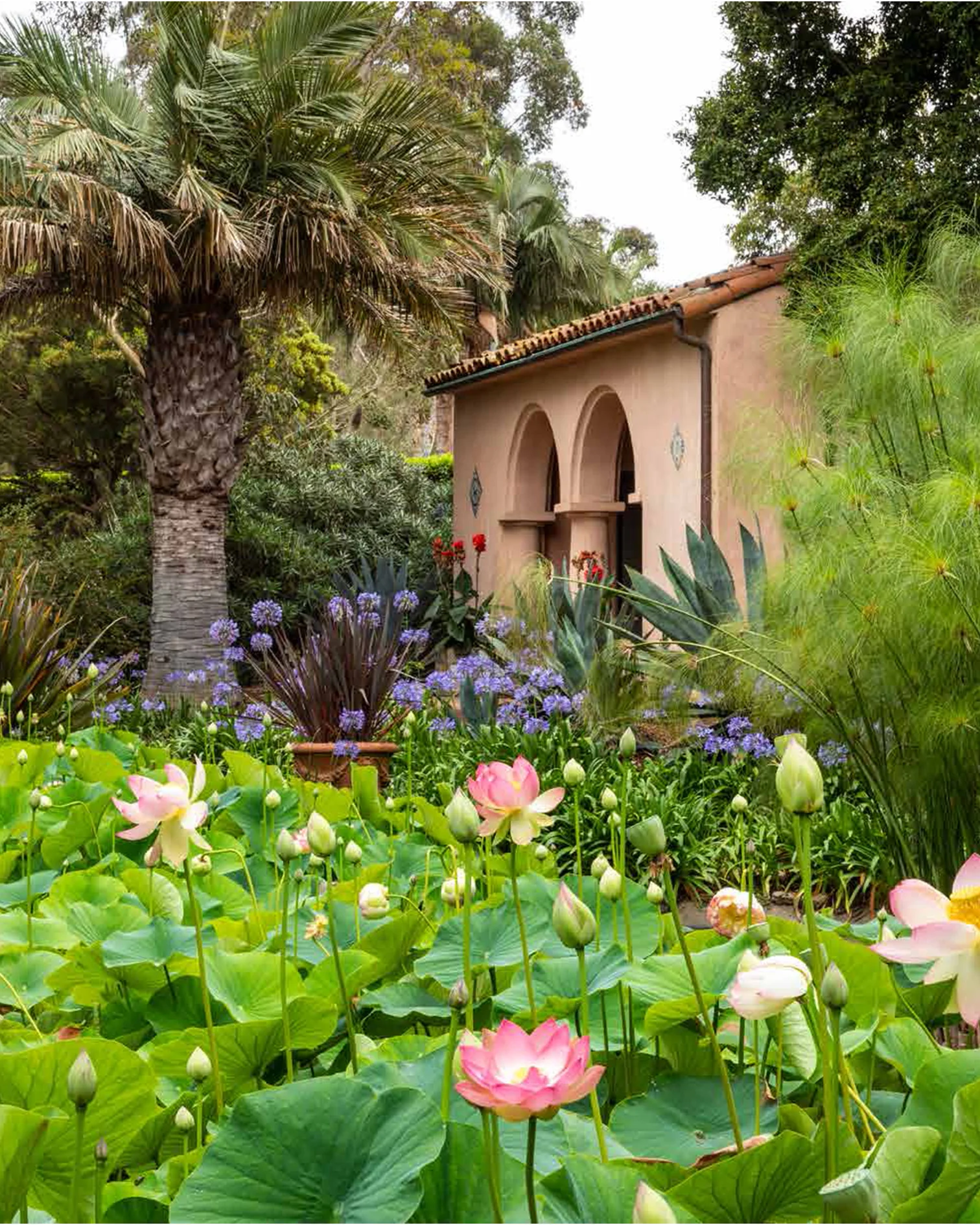 Lotusland - Image 4