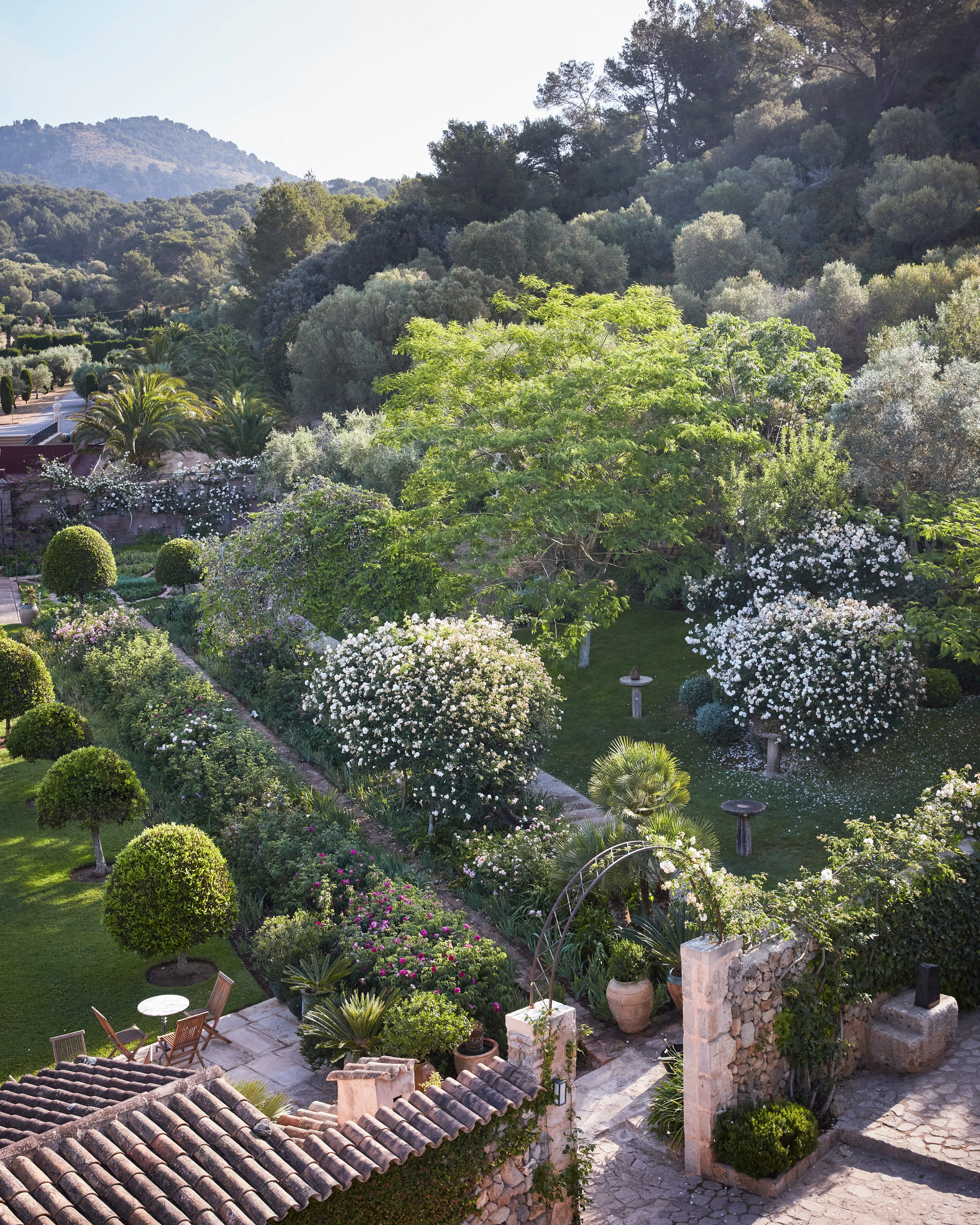 Roses in the Garden - Image 3
